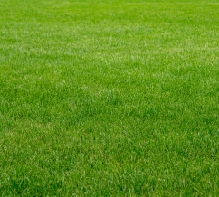Artificial Grass